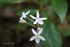 Pseuderanthemum malabaricum